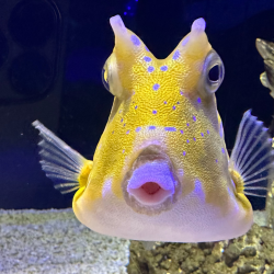 Extreme Fishes