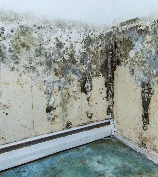 Mold Remediation