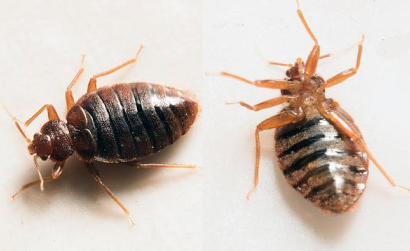 Bed Bug Control