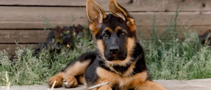Advance Obedience