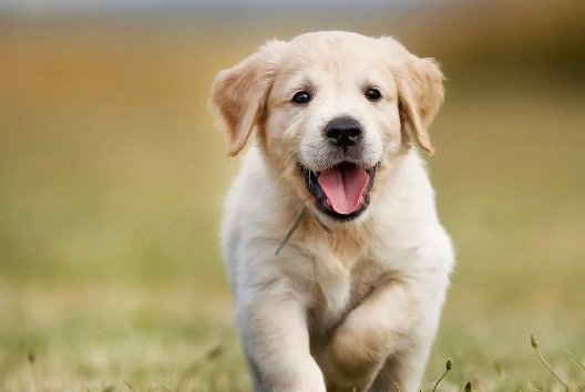 Puppy Starter Lesson - $75