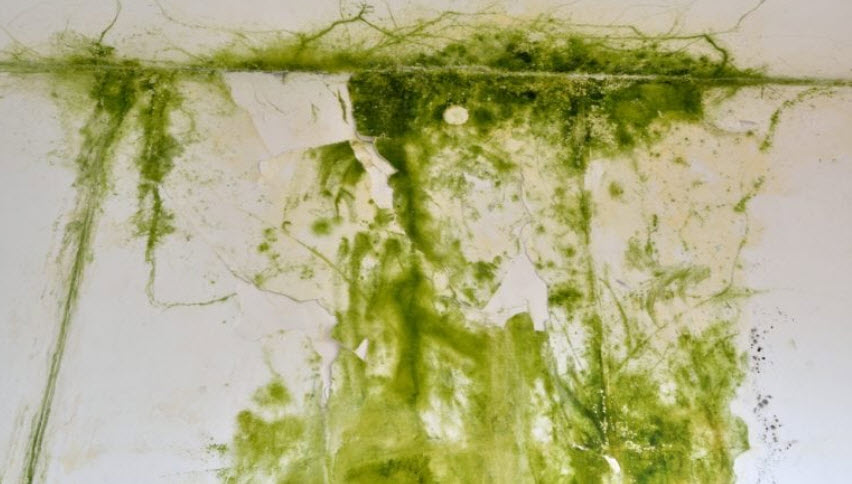 Mold Remediation and Removal