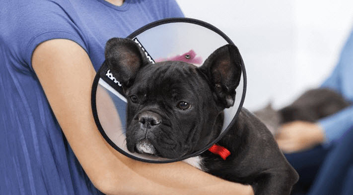 Spay & Neuter