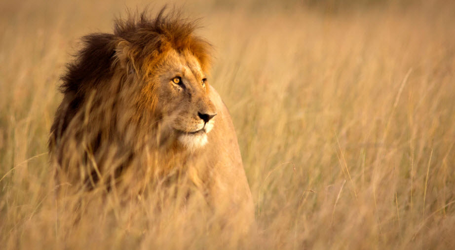 Visit Africa Tour