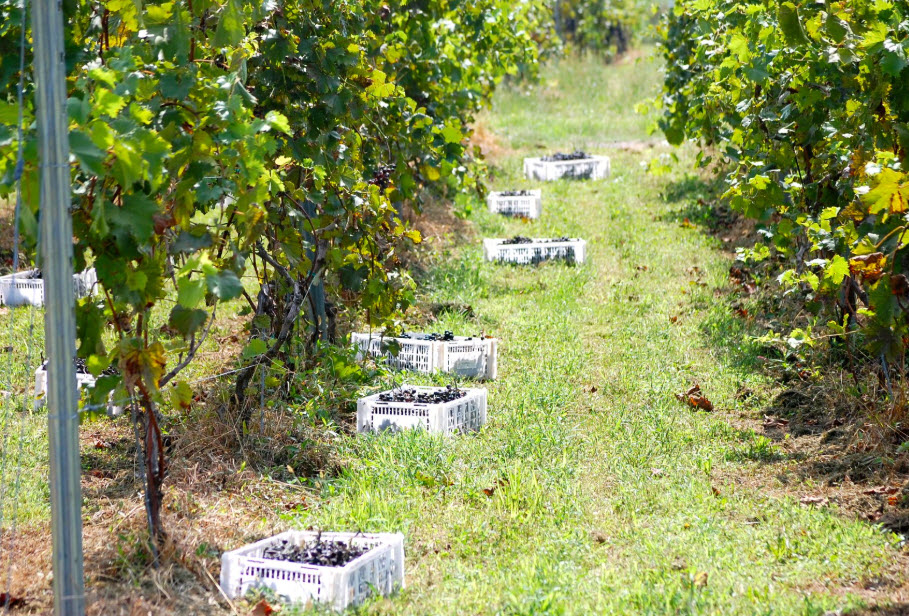 Winery and Vineyard