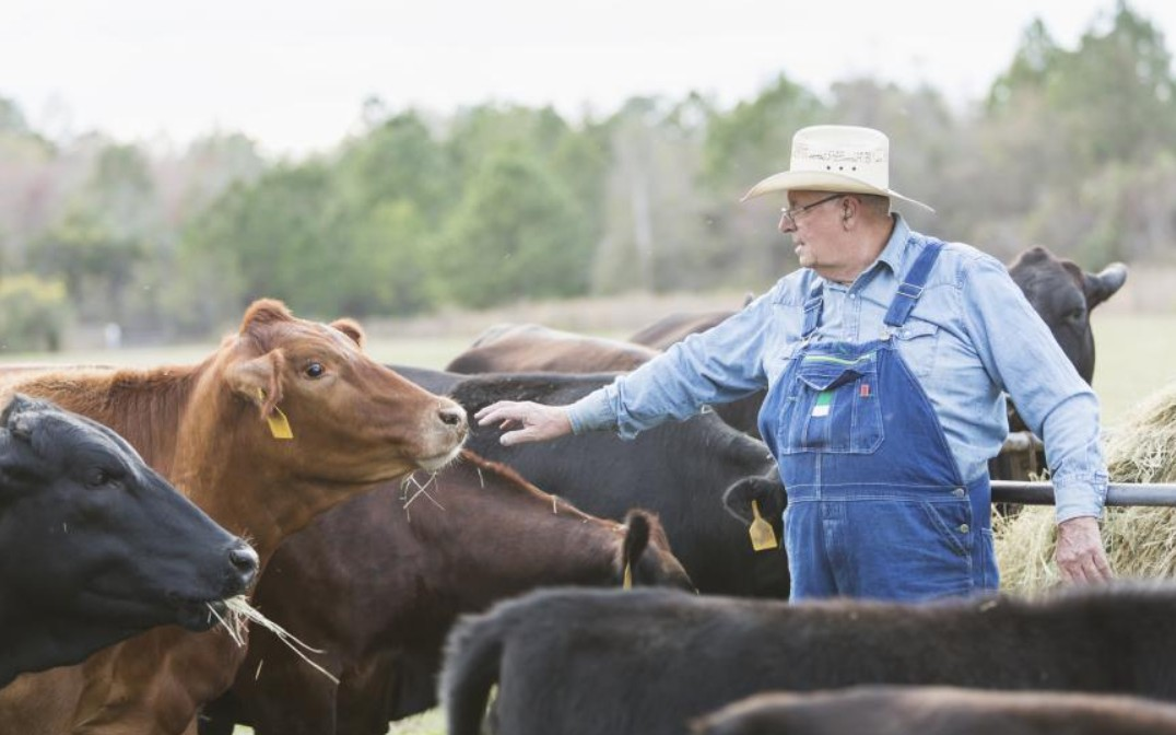 Livestock Loans
