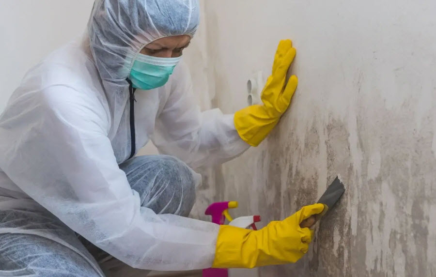 Mold Remediation
