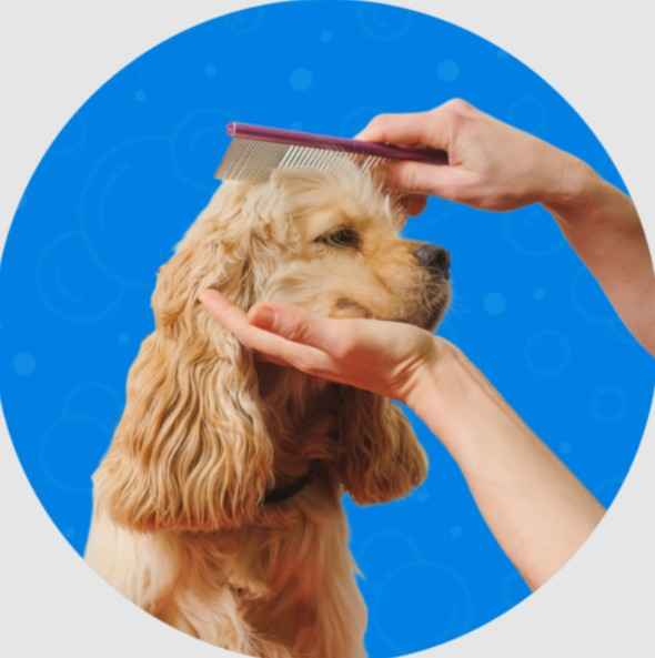 Bath, Blowout & Tidy Trim Service