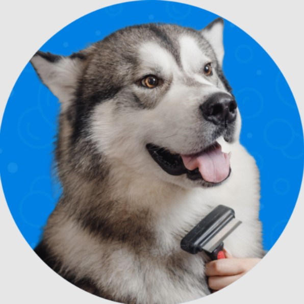 Deshedding Service