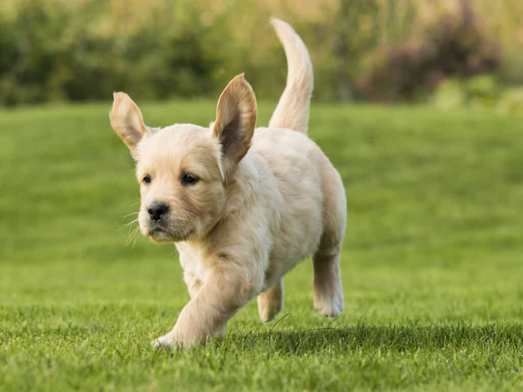 Pampered Puppy Program