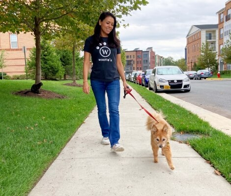 Dog Walking