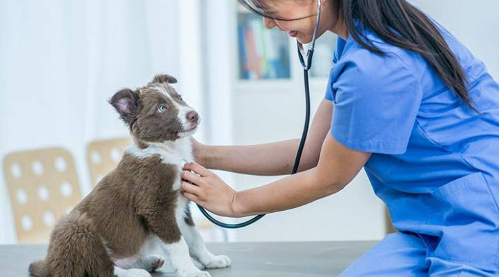 Pet Insurance