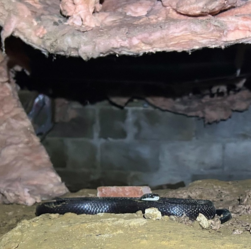 Wildlife Removal
