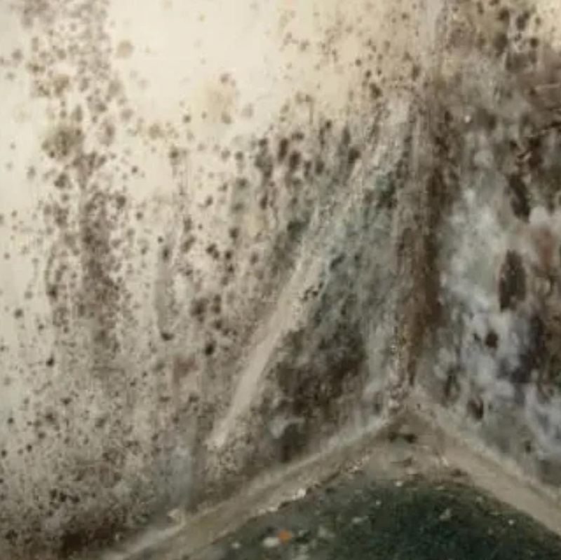 Mold Removal