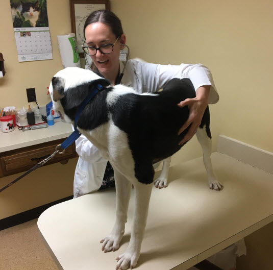 Pet Vaccinations