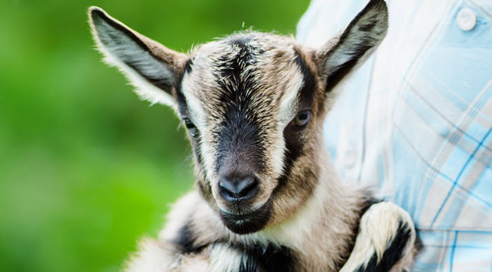 Pest Control Treatment