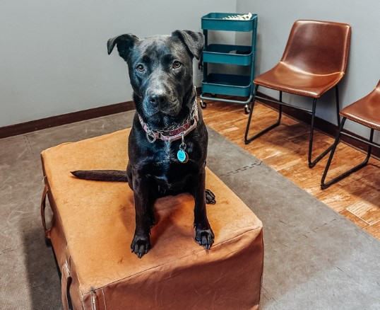 Canine Chiropractic