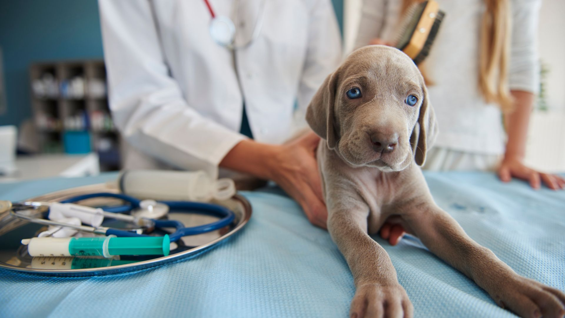 Pet Surgery