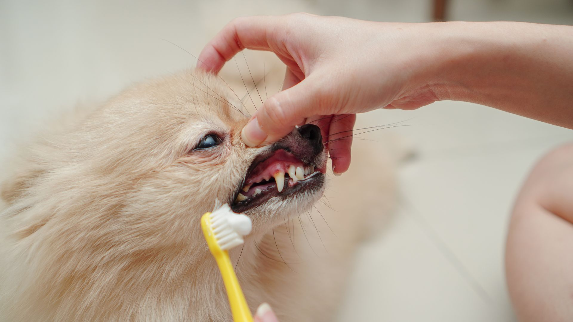 Pet Dental Care