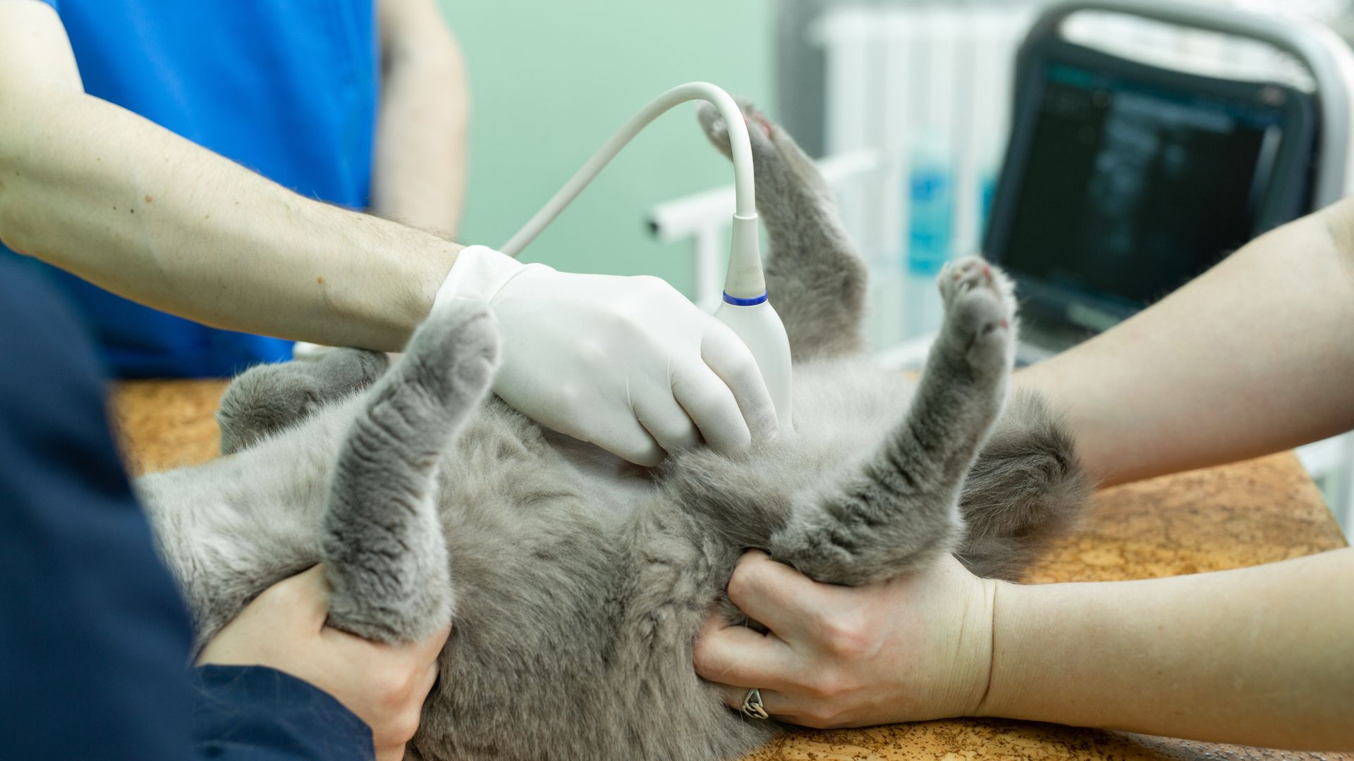 Pet Diagnostic Imaging