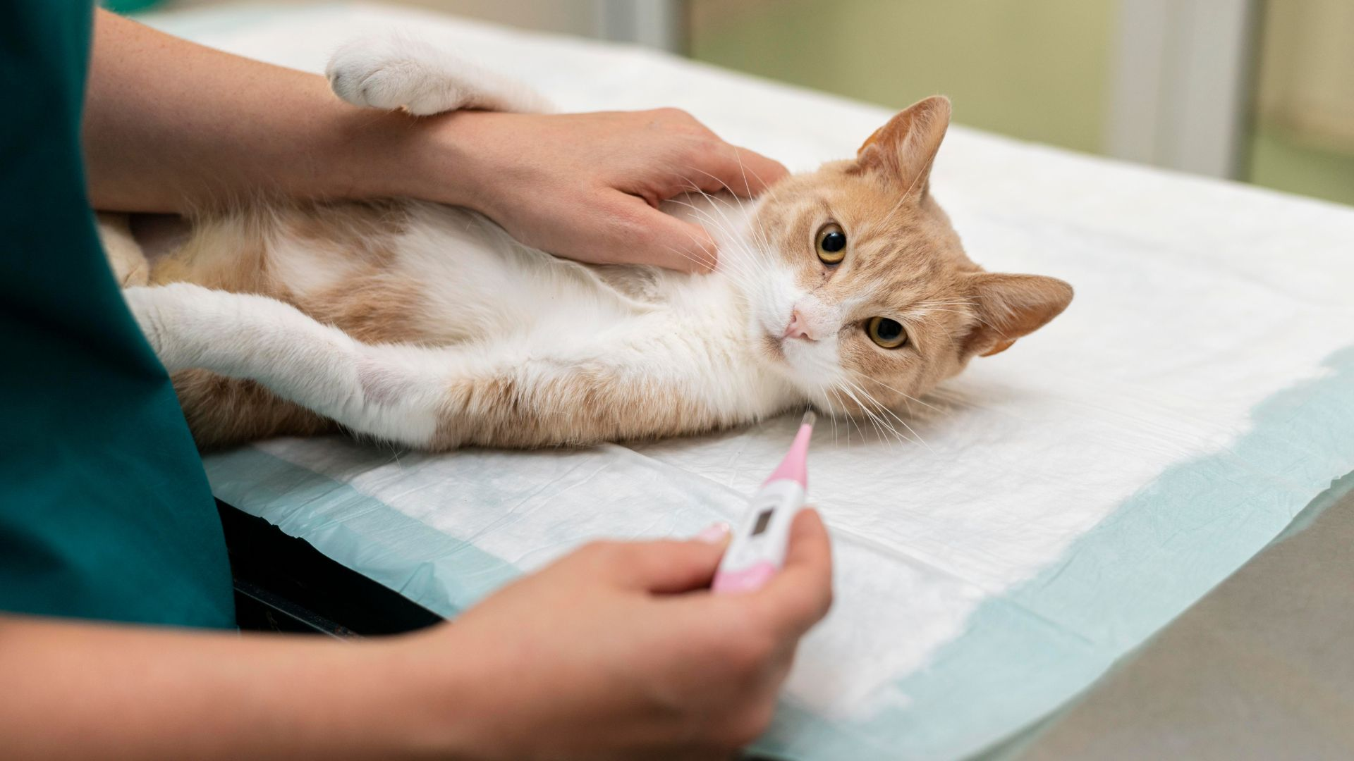 Pet Exams & Consultations