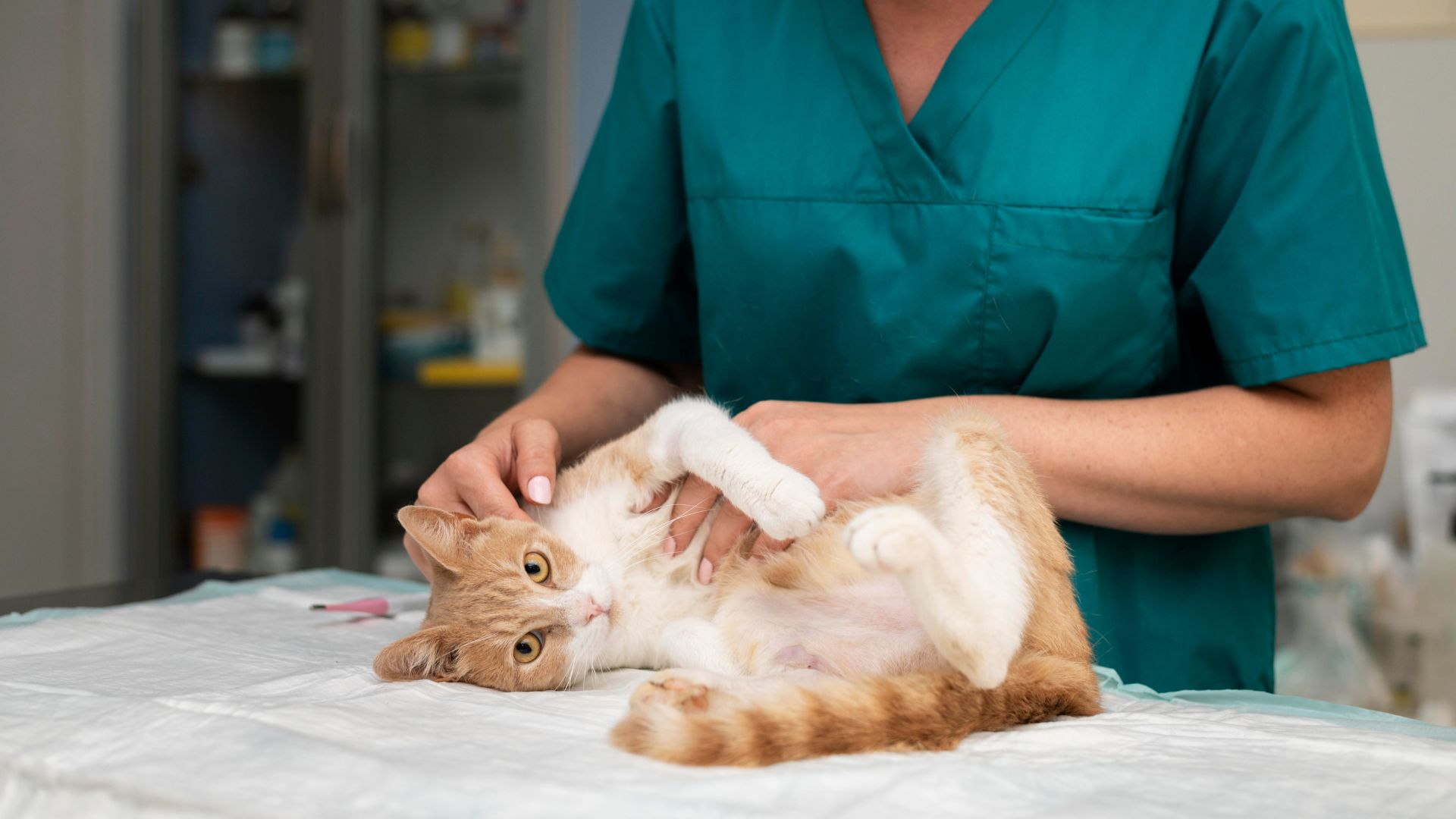 Comprehensive Pet Wellness