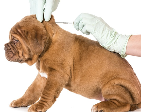 Microchipping