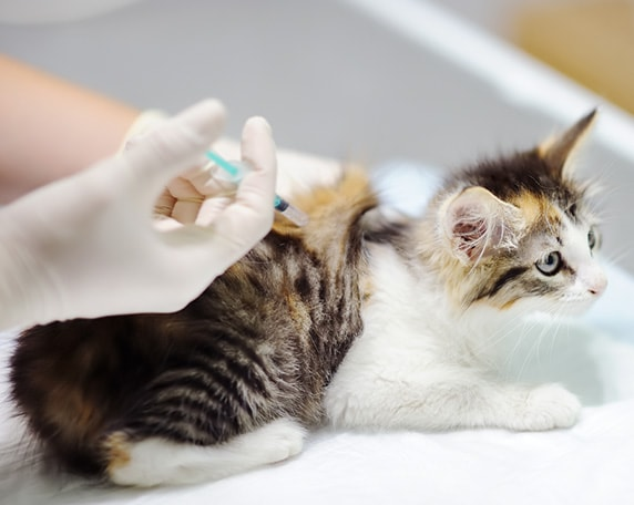 Vaccinations