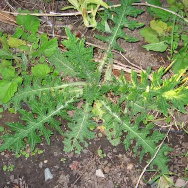 Weed Control