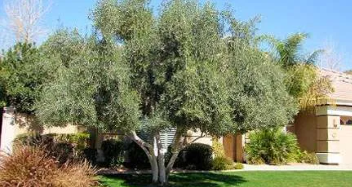 Olive Tree Spraying