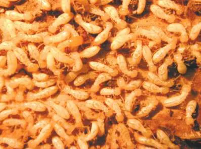 Termite Inspection