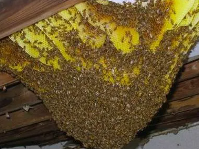 Bee Removal Phoenix