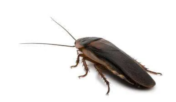 Roach Extermination