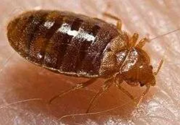 Bed Bugs Removal