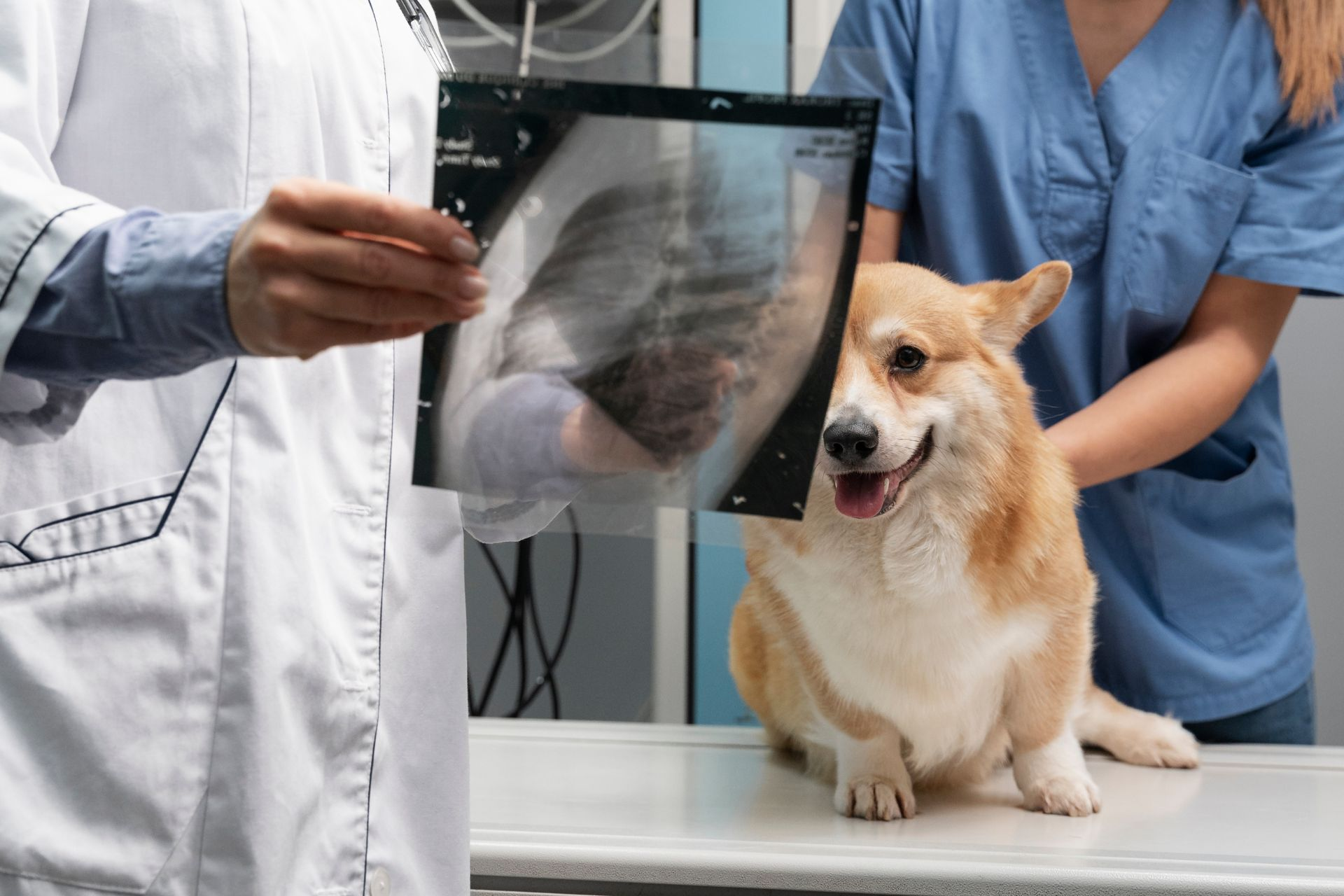 Pet Diagnostic Imaging