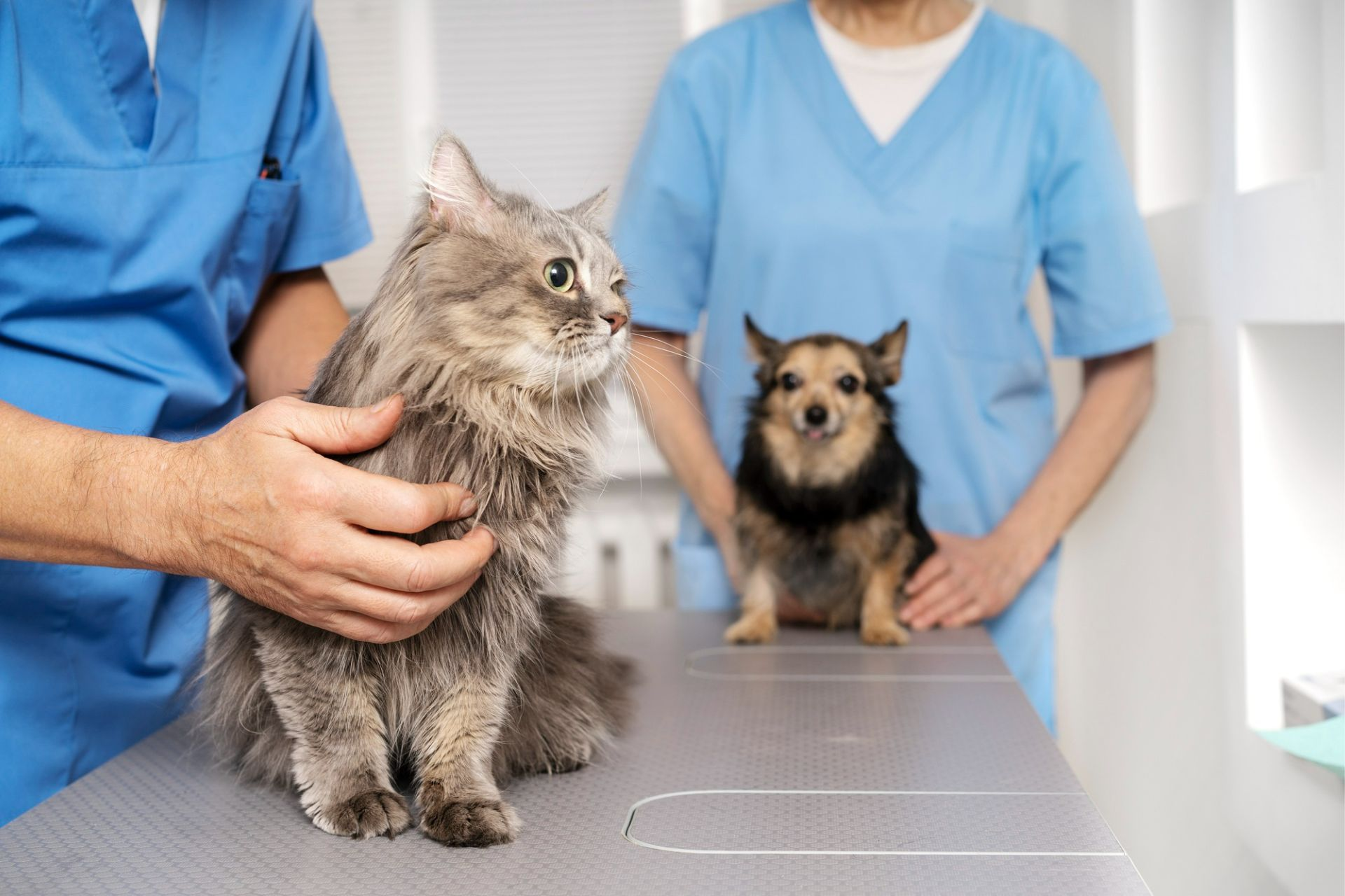 Pet Exams & Consultations