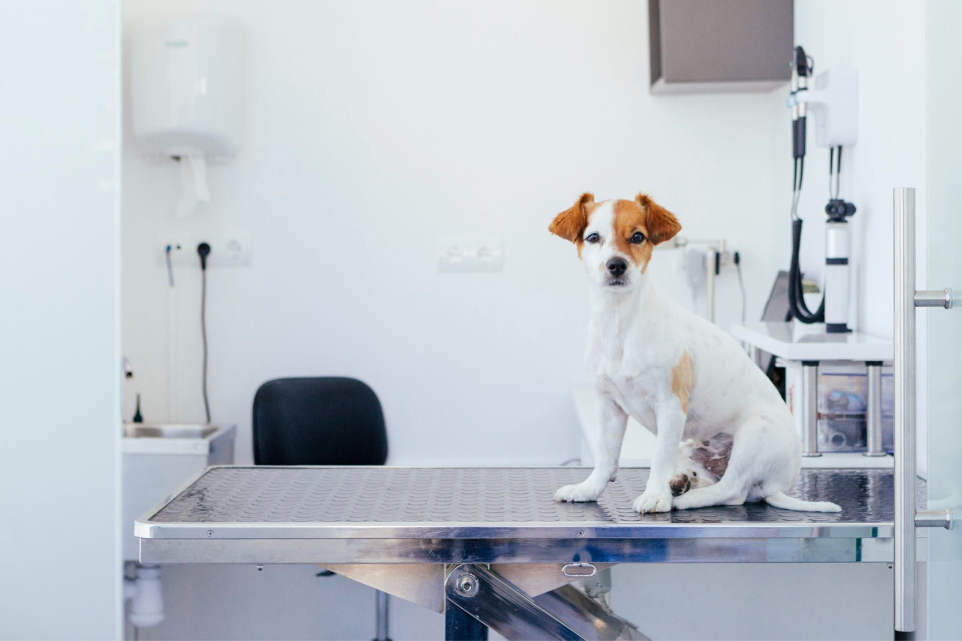 Pet Laser Therapy