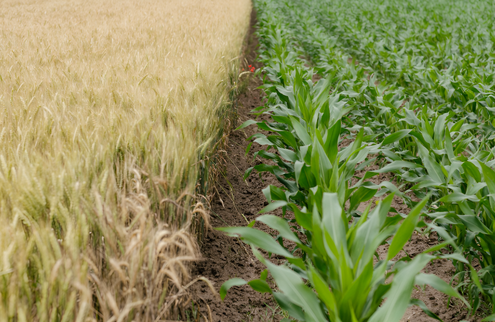 Fertilizer Solutions