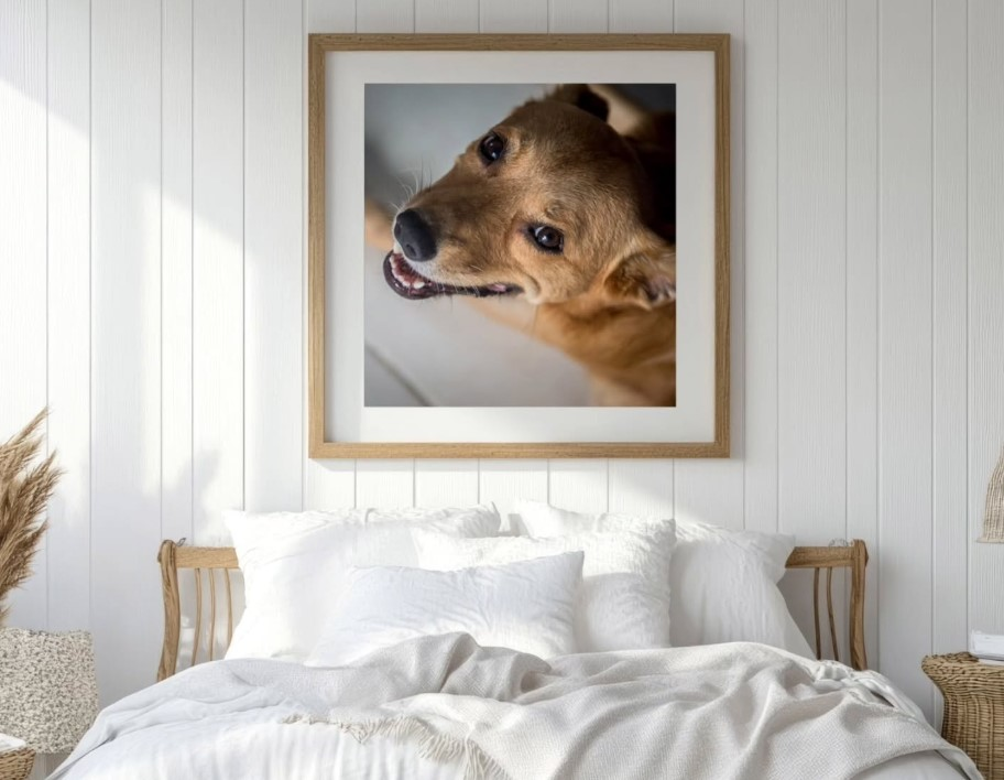Cherished Pet Portraits