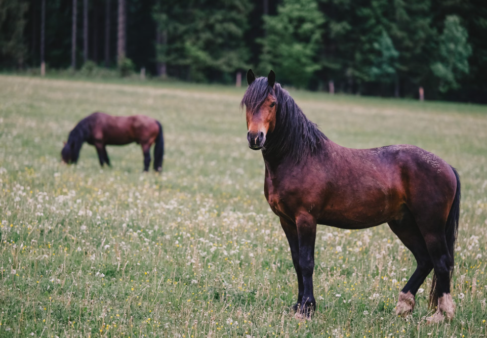 Equine Law