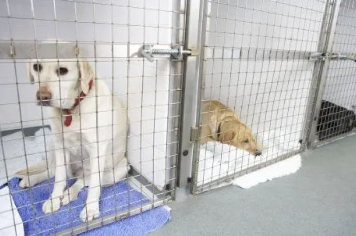 Flooring For Kennels