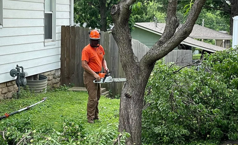 Tree Trimming & Tree Removal