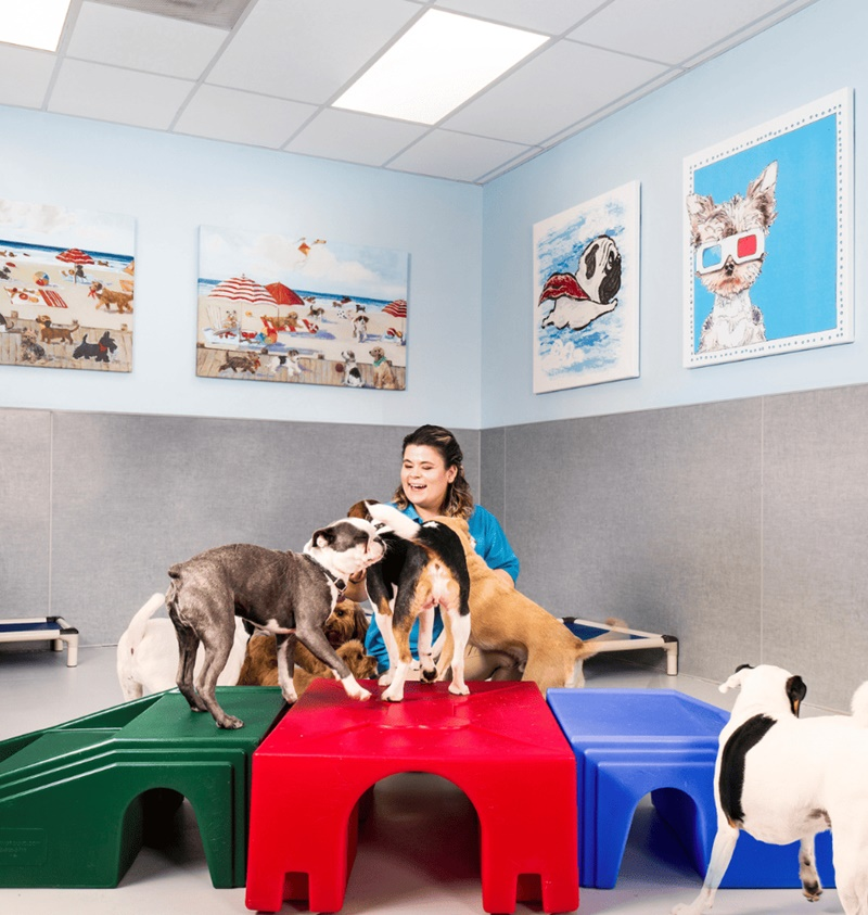 Dog Daycare