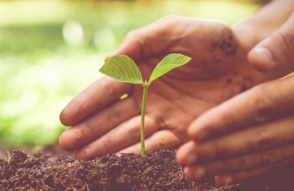 Fertilizers and Plant Nutrients