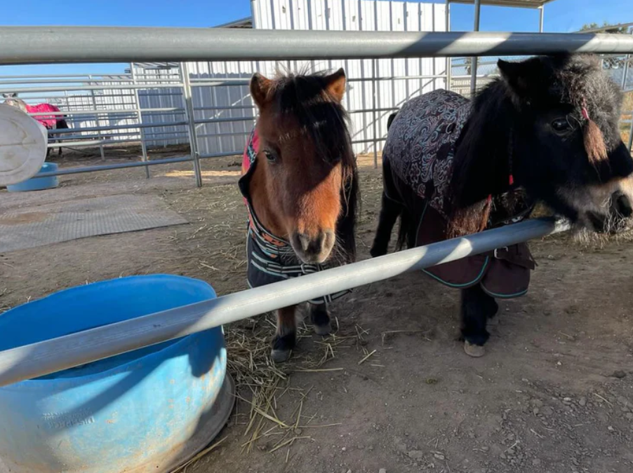 Tender-Hearted Equine Rehabilitation