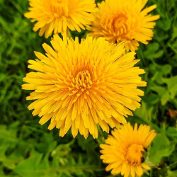 Fertilization & Weed Control