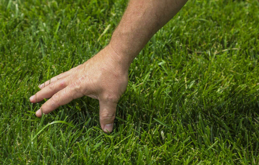 Turf Care
