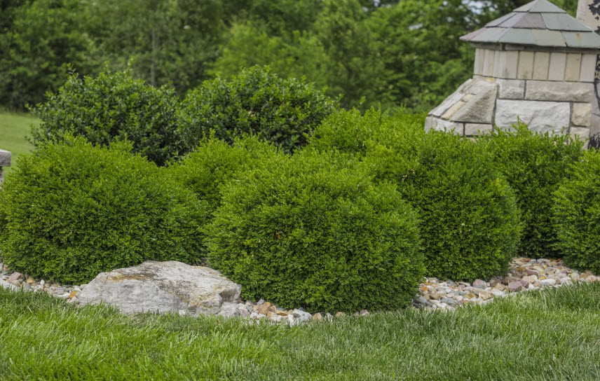 Tree & Shrub Services