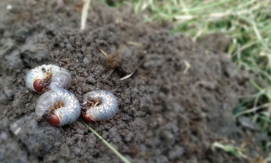 Grub & Insect Prevention