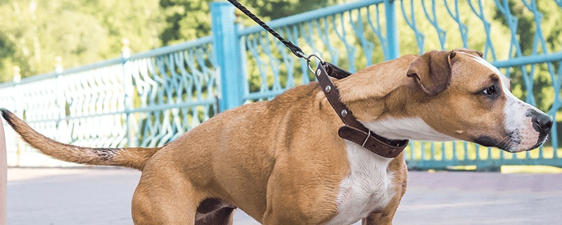 File A Complaint About an Animal